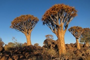 Quivertree forest