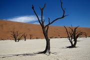 Poušť Namib, Deadvlei