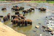 Park Hurulu a sloní sirotčinec v Pinnawele